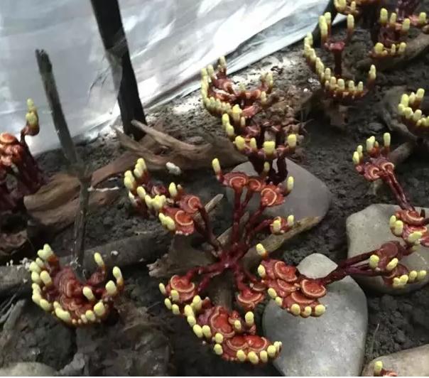 圖片關鍵詞 圖片關鍵詞