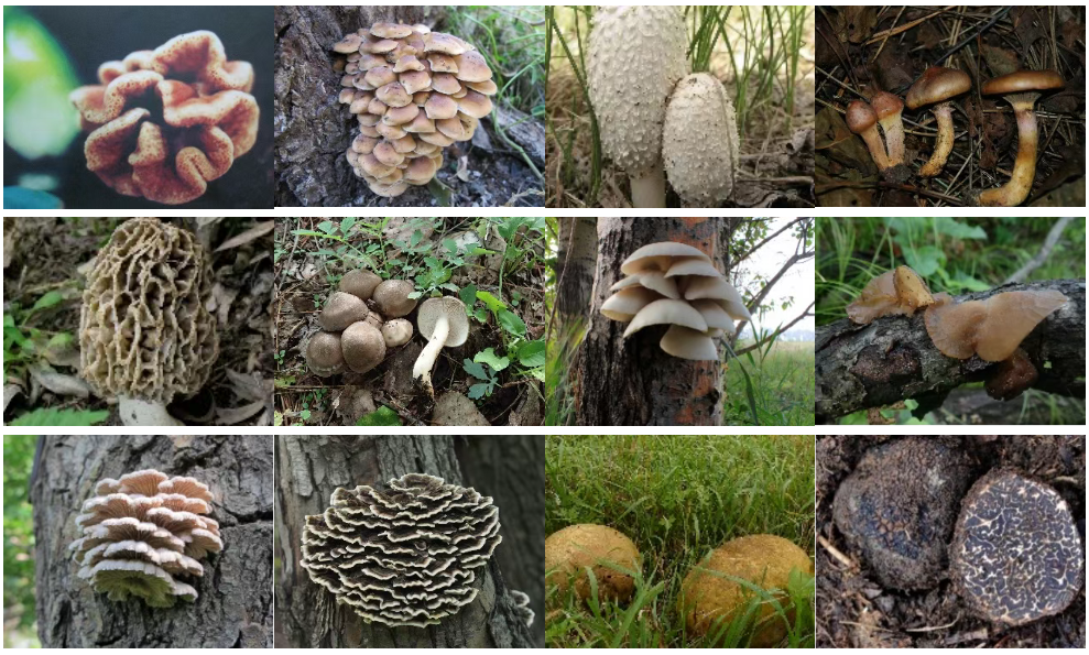 圖片關(guān)鍵詞